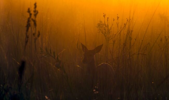 Ben ter Huurne Lifestyle Photography - Nature