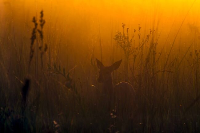 Ben ter Huurne Lifestyle Photography - Nature