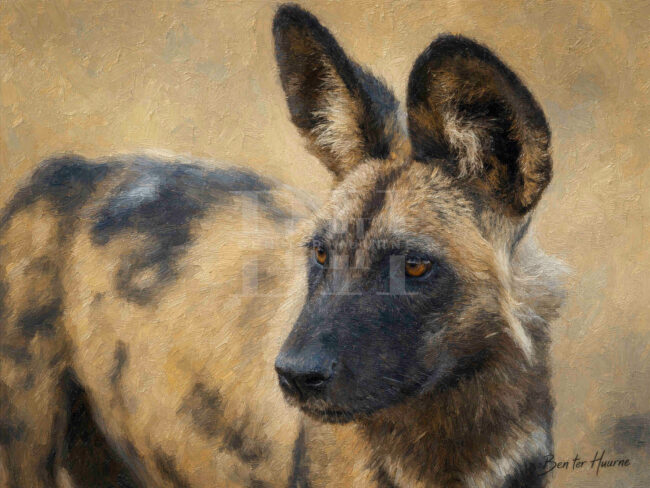 Botswana, wilddog close up with fading body.jpg