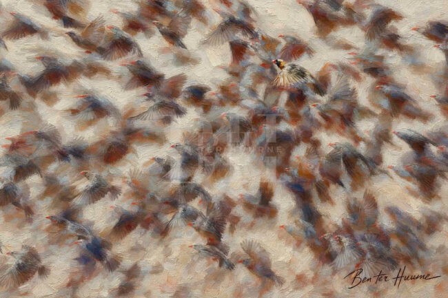 Kgalagadi, red billed quelea all flying away to the tree, one in focus.jpg