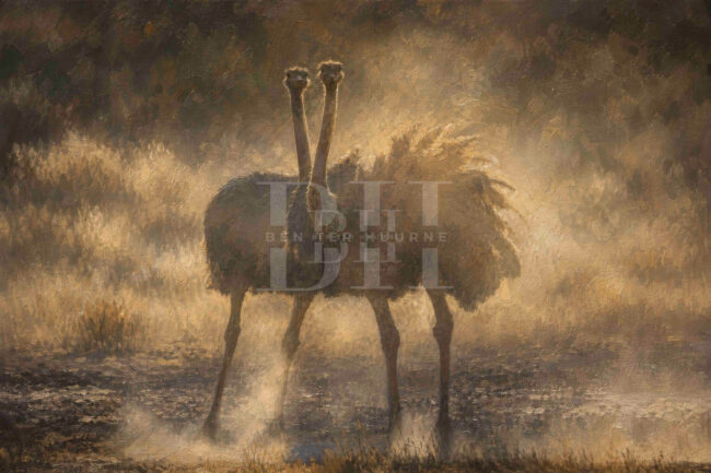 Kgalagadi, two ostriches taking a dust bath oil.jpg