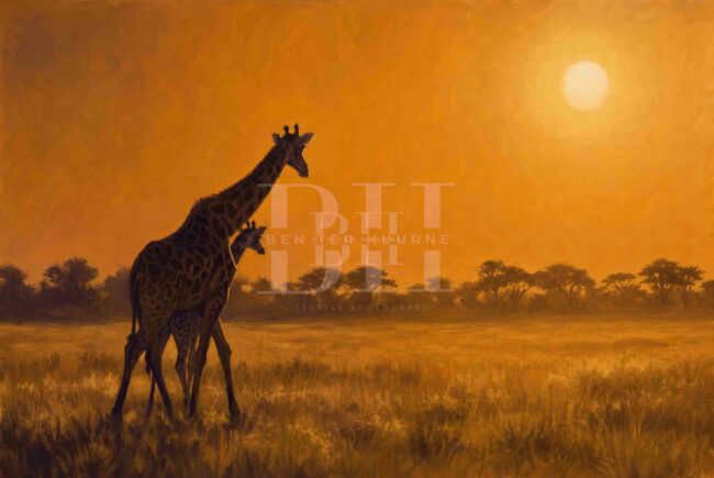 Namibia, mother Giraffe and calf walking in open savanna in sunset.jpg