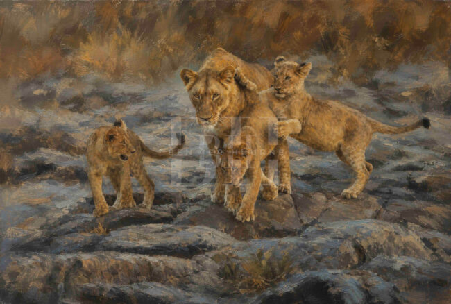 Zululand, mother lion with her three cubs walking on clips.jpg