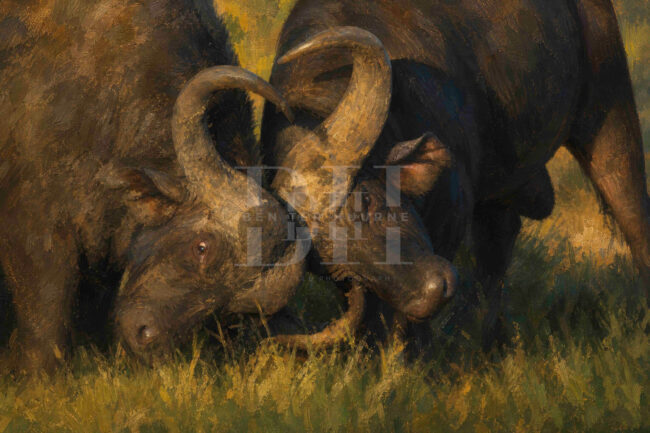 Zululand, two fighting buffalo bulls.jpg