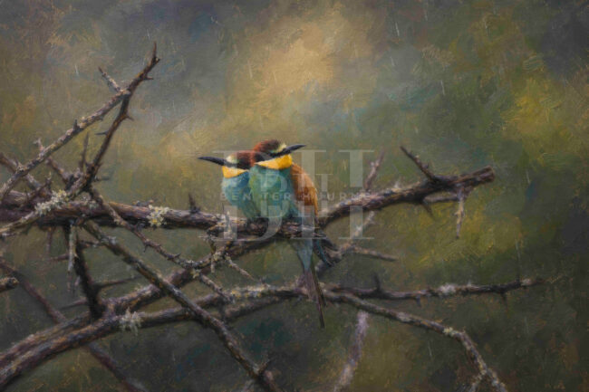 Zululand,two bee eaters sitting in the rain next to each other_.jpg