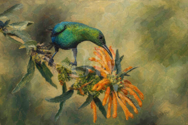 western cape, malacite sunbird on orange flower.jpg